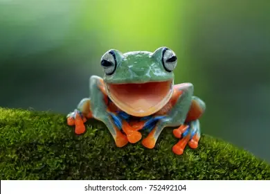 Ryby a teráriové zvieratá