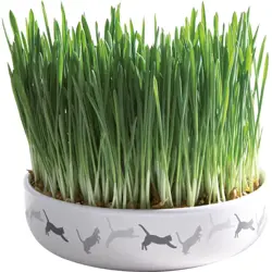 TRIXIE Keramická miska+ osivo trávy pre mačku 15x4cm